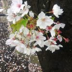 マンションの桜の木